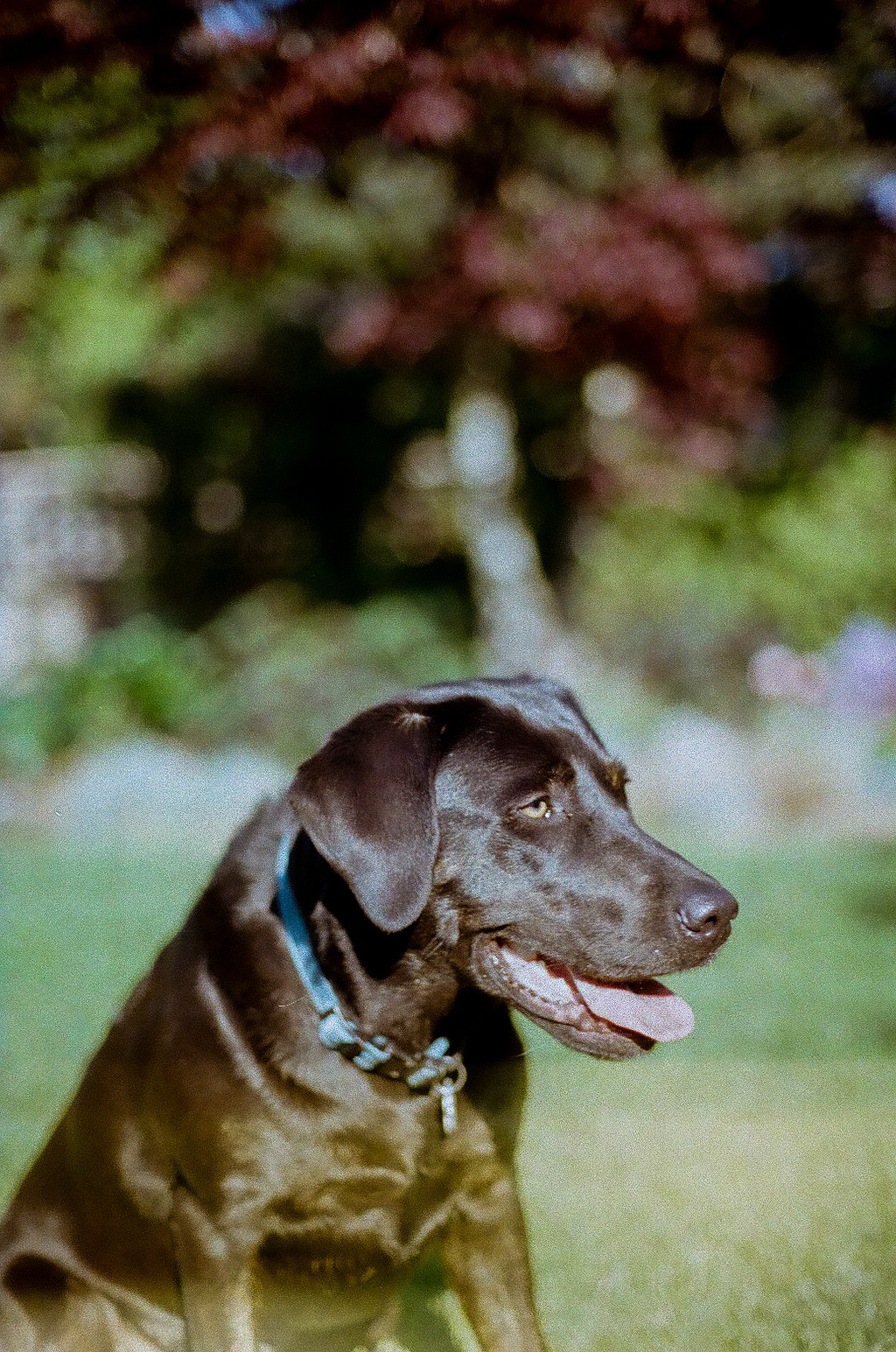 A black Labrador sitting in a garden, looking off to the side.