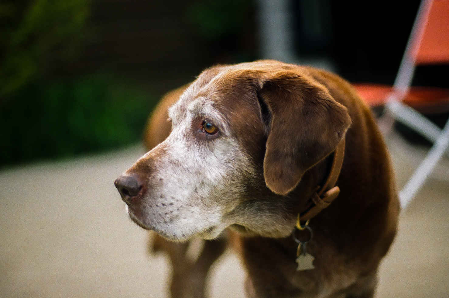 An older Labrador with a greying muzzle, in profile.