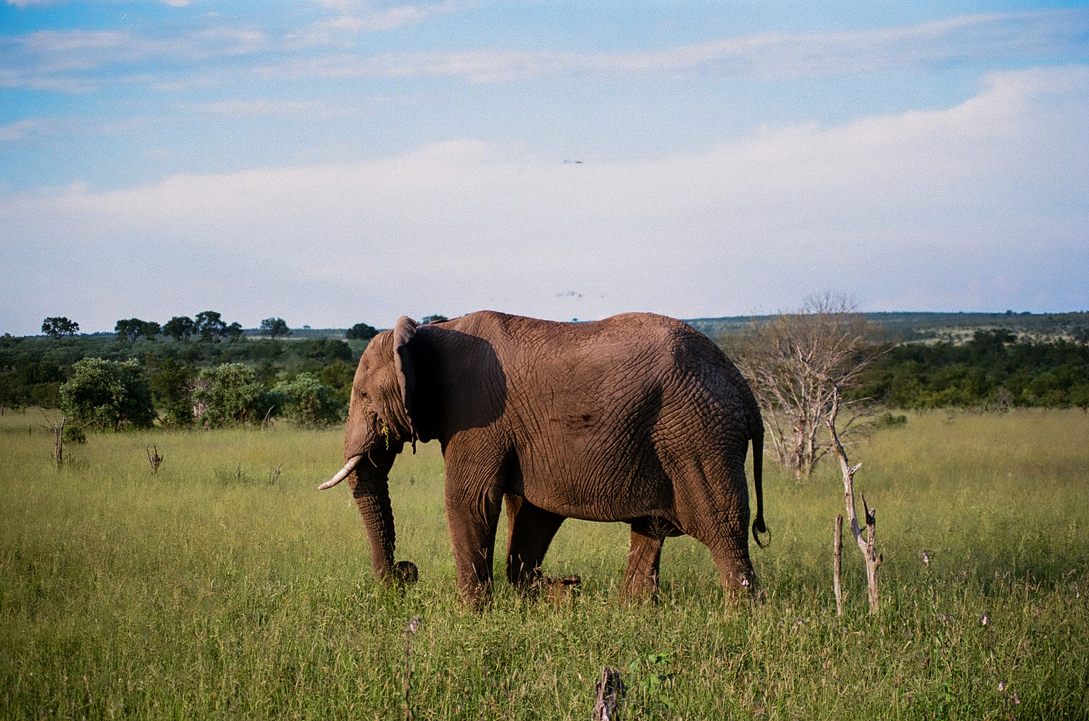 An elephant grazing in green savanna grass under a wide sky.