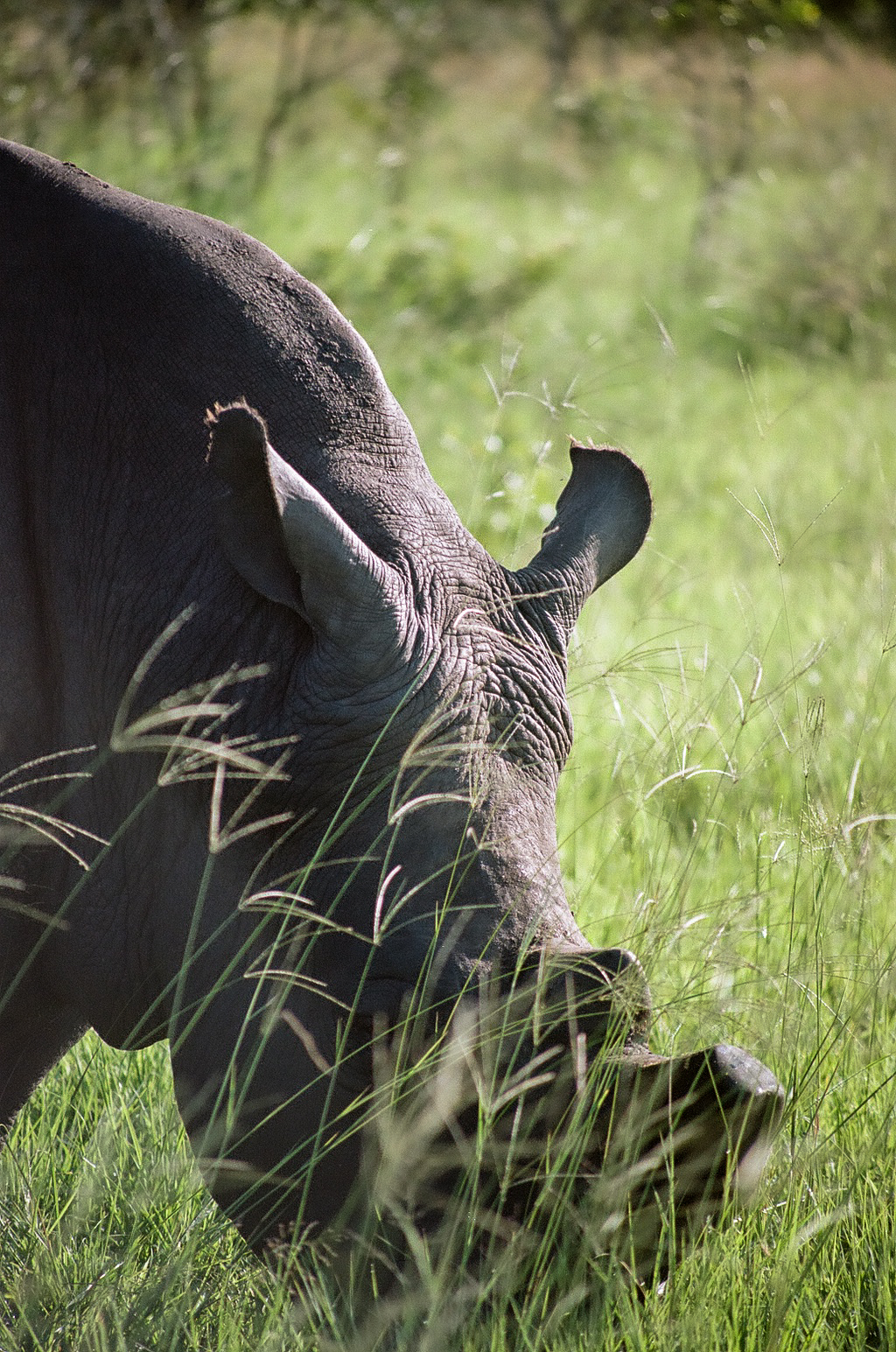 A rhino grazing up close, head lowered into the grass.