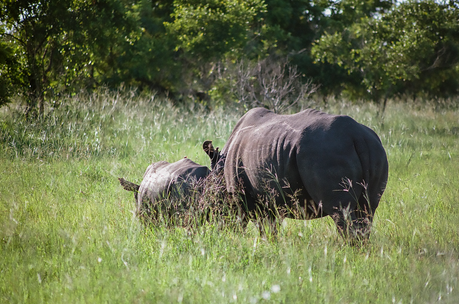 Two rhinos grazing in tall grass, seen from behind.