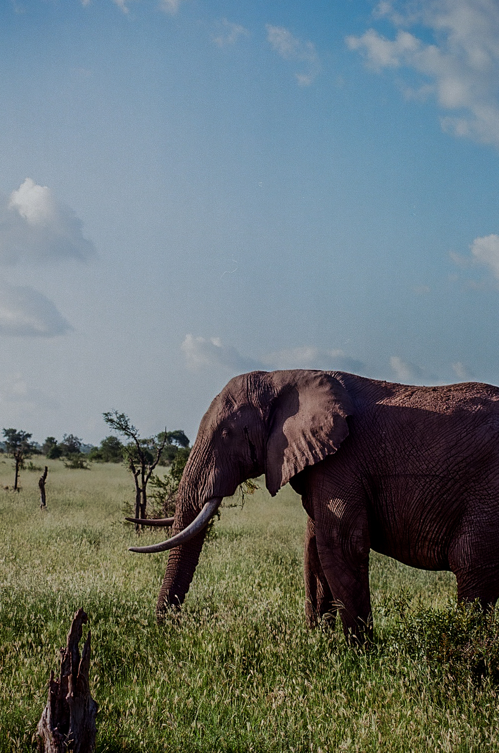 An elephant with long tusks grazing under a bright blue sky.