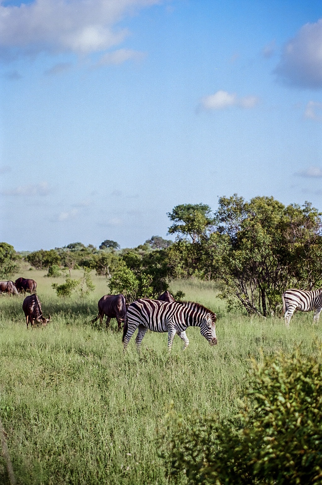 A zebra and wildebeest grazing across open savanna.