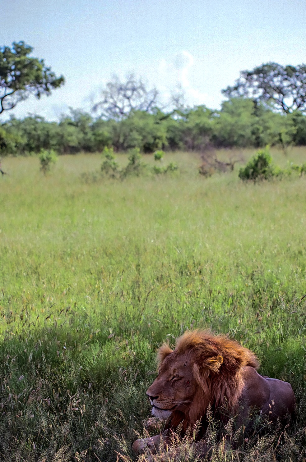 A male lion resting in long grass with bushland behind.